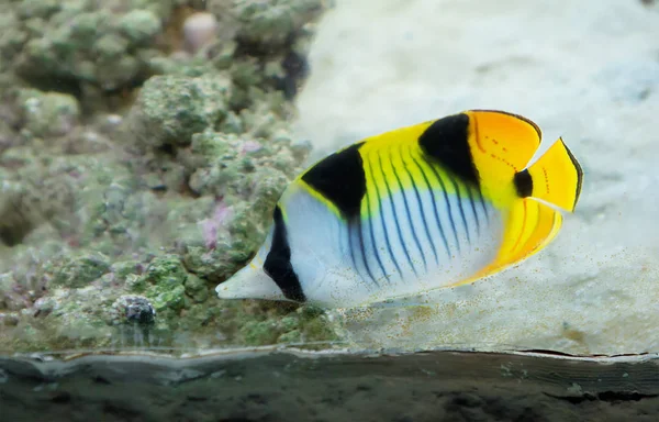 Butterfly fish. These fish got their name for the extraordinarily vivid and variegated colouring, which is really reminiscent of butterflies.