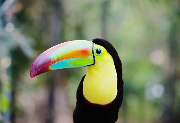 图坎鸟 图坎鸟是生活在美国最亮的热带鸟类之一 图坎人有一个大的 色彩鲜艳的嘴 嘴本身是相对轻的 因为它的多孔结构 — 图库照片