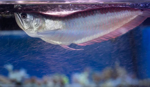 Silver arowana. Ancient, relict species. Leads a solitary life. Adheres to the upper layers of water. It feeds on crustaceans, insects, small fish. Propagated by spawning, the male bears eggs in the mouth. Able to jump out of the water to a height of
