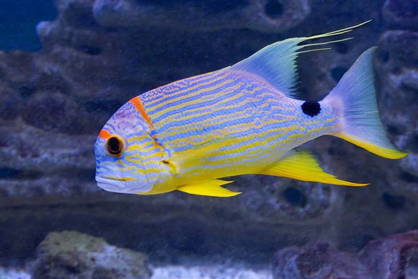 도미는 광범위 인도양 남태평양 인도네시아 산호초에 물고기는 — 스톡 사진