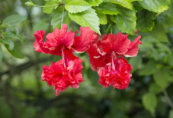 Hibiscus flower red, Chinese rose. Hibiscus (Chinese rose, hibiscus). The homeland of hibiscus is considered to be China, why he was named \
