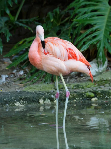 Розовый Фламинго Удивительно Красивое Оперение Королевский Подшипник Праву Ставит Фламинго — стоковое фото