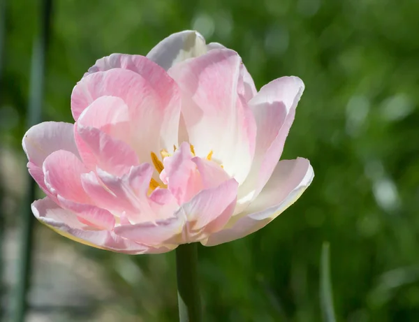 Tulpe Schöne Pfingstrose Tulpe Zarte Rosa Farbe — Stockfoto