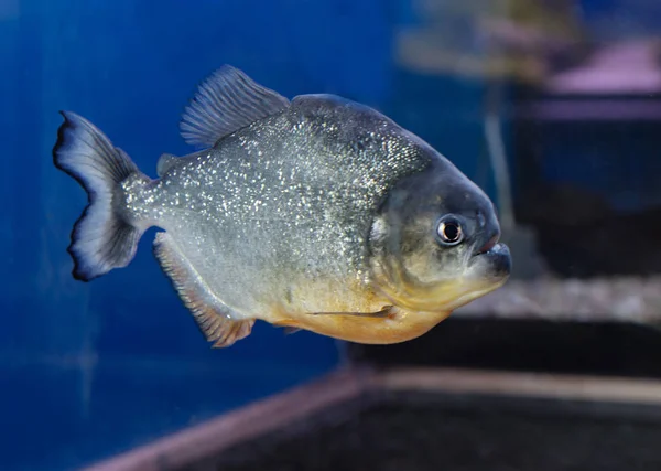 The Piranha Fish. These are large fish with a strong head, have powerful jaws with sharp teeth, fins of medium size and black color. In young individuals the color is lighter, silvery color. Inhabit the South American rivers and reservoirs.