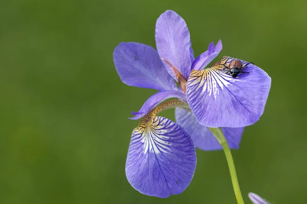 Iris Leggende Molti Popoli Del Mondo Sono Dedicate All Iride — Foto Stock