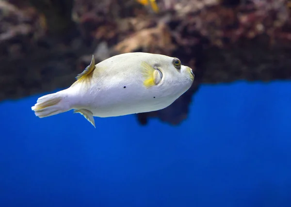Риб Ячий Білий Збудник Коротке Овальне Тіло Відносно Невеликими Плавниками — стокове фото