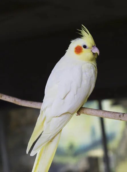 Корелла Попугай Корелла Маленький Болтливый Попугай Corella Aka Nymph Семейство — стоковое фото