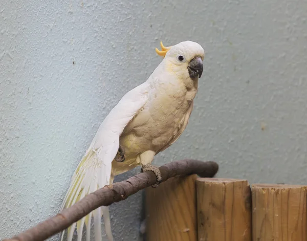Beyaz Papağan Cockatoo Beyaz Kakadu Avustralya Yeni Gine Gelen Hails — Stok fotoğraf