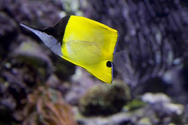黄色の長い鼻蝶の魚 魅力的な蝶の魚ピンセットが見つかりましたいくつかの粘液質な性格からオーストラリアの海岸 インドネシア シンガポール ソロモン諸島のサンゴ礁 — ストック写真