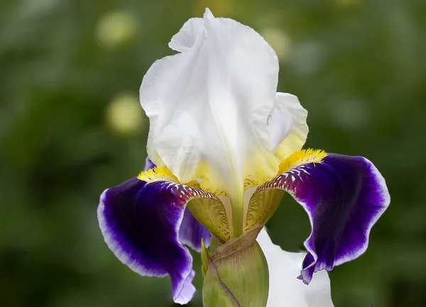 Iris Legends Many Peoples World Dedicated Iris Carl Linnaeus Gave — Stock Photo, Image