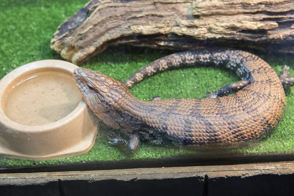 Skink. These are large lizards with a smooth body, they mainly live in Australia and Oceania. Terrariums these animals called \