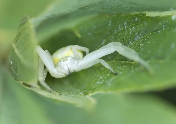 Gota Araña Los Machos Tienen Largo Mientras Que Las Hembras —  Fotos de Stock