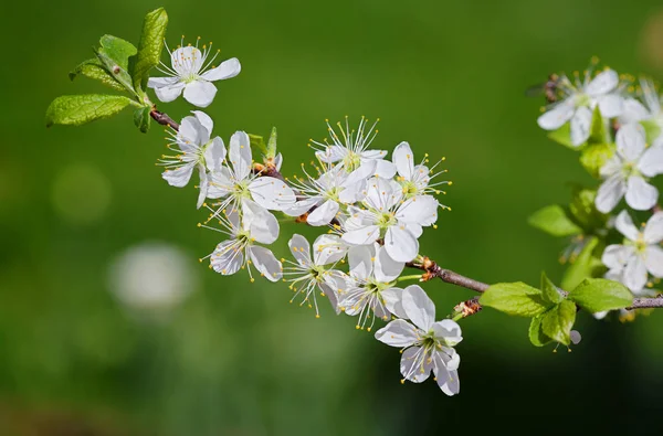It\'s spring. Cherry blossom tree Cherry blossoms is not just a beautiful sight, but also fragrant, white flowers adorn the urban and rural landscapes.
