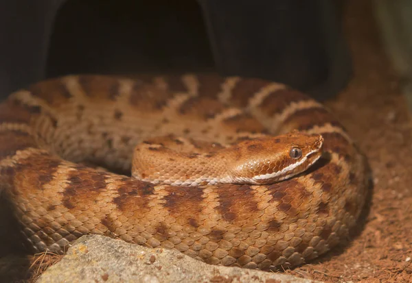 Southern Pacific Rattlesnake Has Several Elongated Teeth Which Poison Bite — Stock Photo, Image