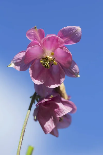 Orlik Wyróżnia Się Dość Nietypowy Kształt Kwiat Krótki Ostrogę Długie — Zdjęcie stockowe