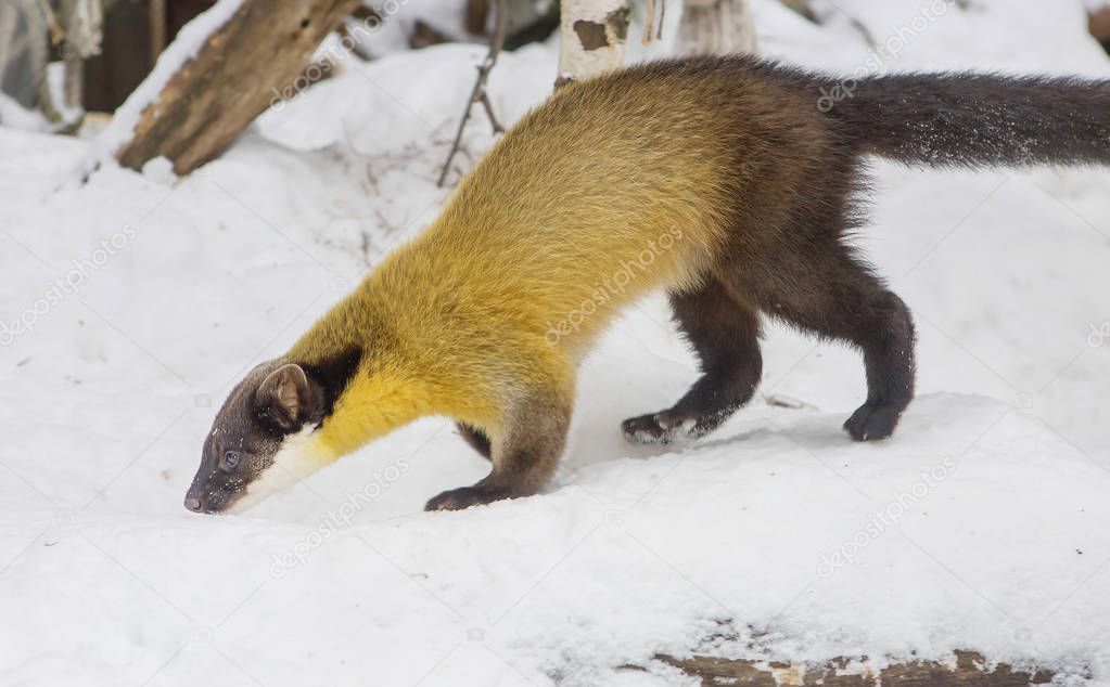 yellow-throated marten. It is a predatory mammal of the marten family. The largest and most brightly colored member of the genus of Martens.