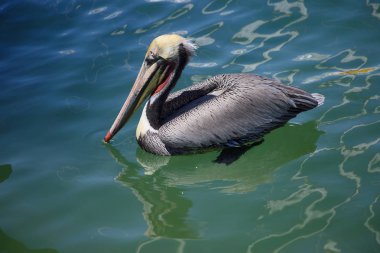 Pelican. Pelikanlar deniz veya tatlı su rezervuarlarında yaşarlar, iyi yüzerler. Pelikan'ın altında kocaman bir gagası ve çuvalı var..