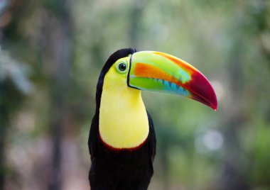 Toucan kuşu. Toucans Amerika'da yaşayan en parlak tropikal kuşlardan biridir. Toucans büyük, parlak renkli gagası var. Ancak gaganın kendisi gözenekli yapısı nedeniyle nispeten hafiftir..