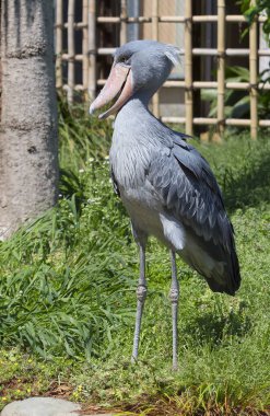 Shoebill Stork. Bu dünyadaki en sıra dışı kuş. Shoebill Stork o kadar sıradışı ve çok az ki gezegenimizdeki en gizemli yaratıklardan biri olarak kabul edilir okudu. Leylek, marabou, ot ve pelikan ların akrabasıdır..