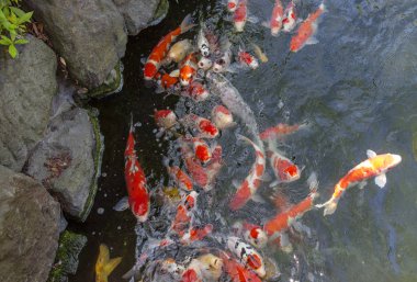 Japonca koi sazan. Parlak, renkli balık Japonca mutluluk sembolü ve yüksek statü sahibi bir işareti olarak kabul edilir. Japon koi sazan sahiplerine büyük bir sevinç getirmek.