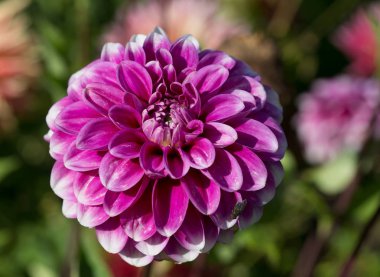 Çiçek sarı-pembe kaktüs Dahlia. Yıldız çiçeği çiçek Astra ailesine ait . 