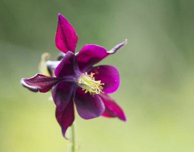 Aquilegia, alışılmamış bir çiçek ile kısa bir eğri veya uzun düz çıkıntı şeklinde çıkmaktadır. Çiçekler ve yoğun bitki örtüsü yükselen yüksek peduncles yer alan.