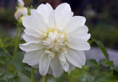 Dahlia çiçeği beyaz. Yıldız çiçeği çiçek Astra ailesine ait . 