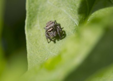 Zıplayan örümcek. Zıplayan örümcek büyük mesafelerin üstesinden gelebilme yeteneğine sahiptir..