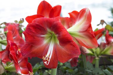 Nergis zambağı. Amaryllis bizim favori iç mekan bitkileri biridir. Onun büyük güzel kokulu çiçekler kırmızı, beyaz veya pembe ve katı veya şeritli renk. Peduncle üzerinde yüksek çiçek soliter veya çok az.