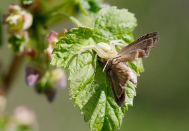 Örümcek yengecin sekiz gözü vardır. Örümcek yengeci kendi çevresi gibi kılık değiştirir ve sabırla böcekleri bekler. Çiçeklerde, yaprakların arasında ya da bitkilerin dalları ve gövdeleri boyunca pusuda beklerler..