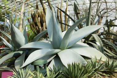 Yüzyıl bitki, Amerikan aloe. Bu en büyük yıllık herdem yeşil sulu. Ortalama bitki yaklaşık 30 yıl yaşıyor olmasına rağmen Amerika, bazen agav (Amerikan yüzyıl bitki), denir. Tüm onun uzun ömürlü agav Amerikan kütükler için yalnızca bir kez, 