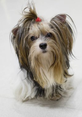 Shih Tzu köpek. Bu en eski doğurmak-in köpek biridir. Kökleri Çin geliyor. Lüks köpek komik bir namlu ile. Shih Tzu aslan köpek ya da bir kasımpatı köpek denir.