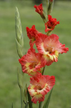 Glayöl çiçek. Latincede 