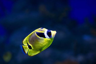 Raccoon butterfly fish. This is a recognizable butterfly fish with a beautiful, expressive color. Anal and abdominal fins, the abdomen and mouth bright yellow, closer to the back color darkens. Oblique dark rays stretch throughout the body, merging c clipart
