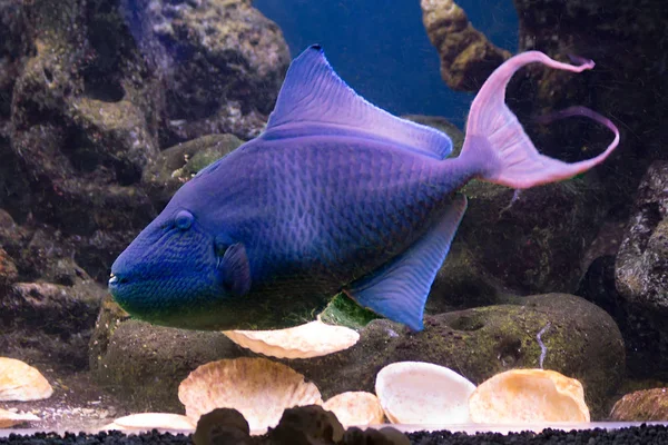 Niebieski Triggerfish Niebieski Kolor Usta Czerwonym Zębów Ogon Przypomina Rozwidlenia — Zdjęcie stockowe