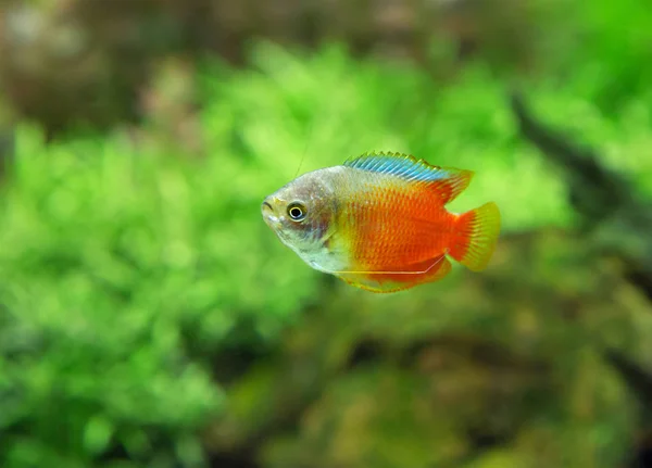 Fischbecken Aquarium Mit Fischen Wird Sie Mit Seiner Unvergesslichen Schönheit — Stockfoto