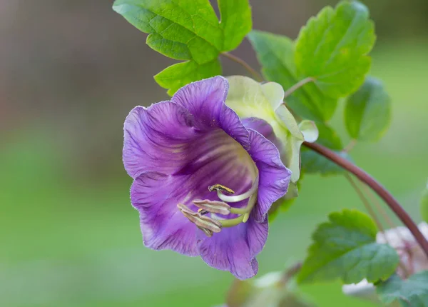 Cobaea Çiçek Cobaea Doğal Olarak Amerika Nın Tropikal Subtropikal Bölgelerde — Stok fotoğraf
