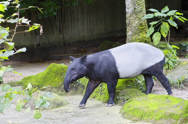 Tapir Malais Tapir Est Animal Herbivore Est Animal Majestueux Qui — Photo