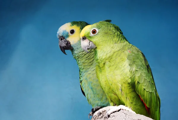 Blue Fronted Amazon Parrot Parrot Has Powerful Rounded Beak Capable — Stock Photo, Image