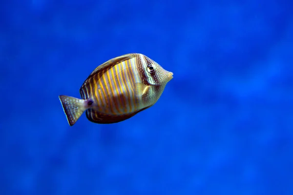Desjardins Sailfin Tang Fish Found Red Sea Feeds Algae Plankton — Stock Photo, Image