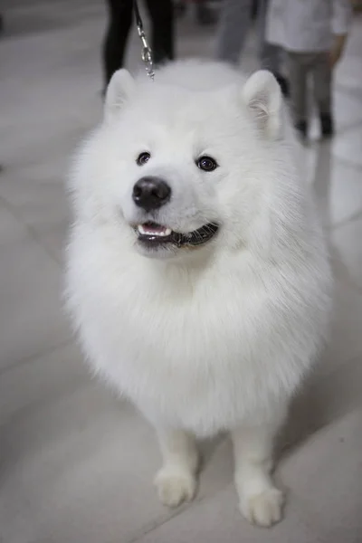 Samoyed 哈士奇 Samoyed Nordo Spitz 萨莫耶德狗在普通的客厅萨莫耶德 最古老的狗品种之一 这是一个有趣的 好玩的和友好的宠物 指的是北方雪橇狗 — 图库照片