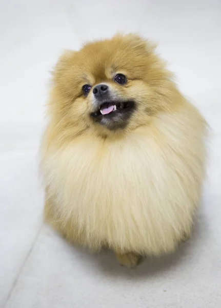 Cão Pomeranian Pomeranian Cão Pequeno Altura Não Superior Construção Resistente — Fotografia de Stock