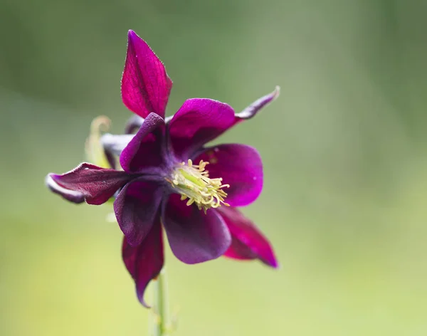 Aquilegia Destaca Forma Bastante Inusual Una Flor Con Corto Espolón —  Fotos de Stock