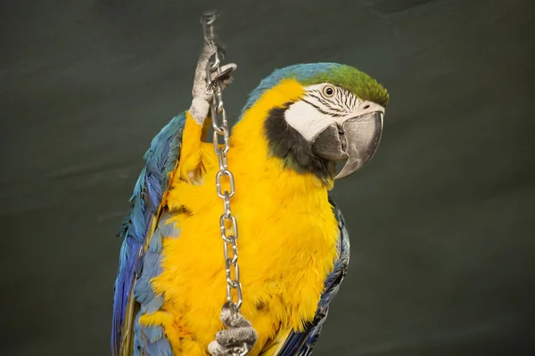 Papagáj Kék Sárga Ara Egy Igazi Gyönyörű Papagáj Latin Fordítása — Stock Fotó