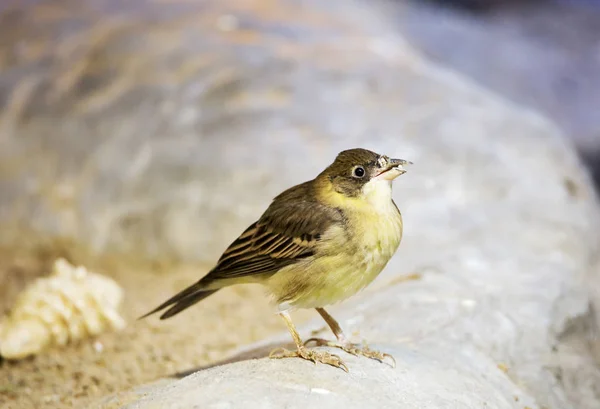 Rock Bunting Pájaro Tiene Abdomen Amarillo Cabeza Gris Marrón Con —  Fotos de Stock