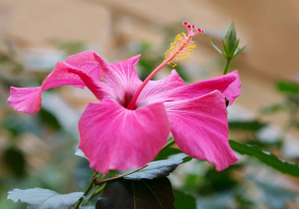 Hibiscus Çiçek Kırmızı Çince Yükseldi Hibiscus Çin Rose Hibiscus Hibiscus — Stok fotoğraf