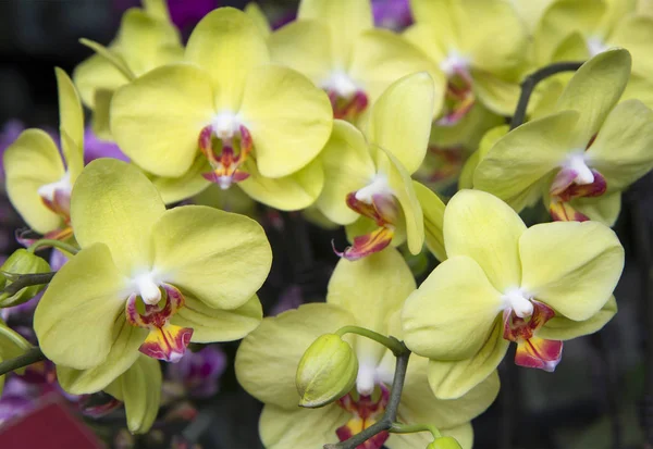 Phalaenopsis flower yellow. The name of the flower comes from the Greek word moth. The flowers are shaped like a butterfly.