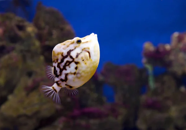 Boxfish입니다 물고기에는 뭔가의 아니라 그것의 하지만 이동성 예기치 놀라게 — 스톡 사진