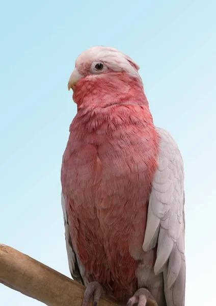 Розовый Какаду Розовый Какаду Фантастически Красивая Птица Увлекательным Цветом Игривый — стоковое фото