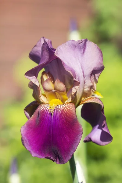 Iris. Legends of many peoples of the world are dedicated to iris. Carl Linnaeus gave the name irises in honor of the ancient Greek goddess of the rainbow  Iris. The ancient Greeks and Romans believed the Irida intermediary between gods and men, whic